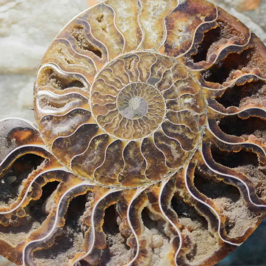 Dettaglio di una conchiglia con la tipica forma a spirale